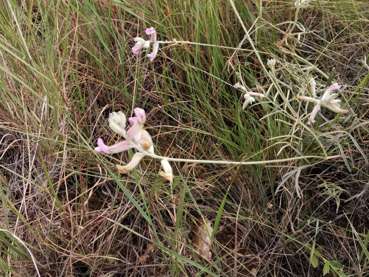 Astragalus melanocephalus