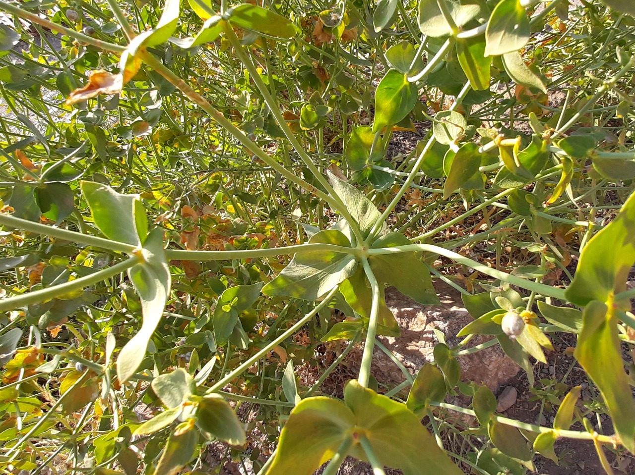 Euphorbia heteradena