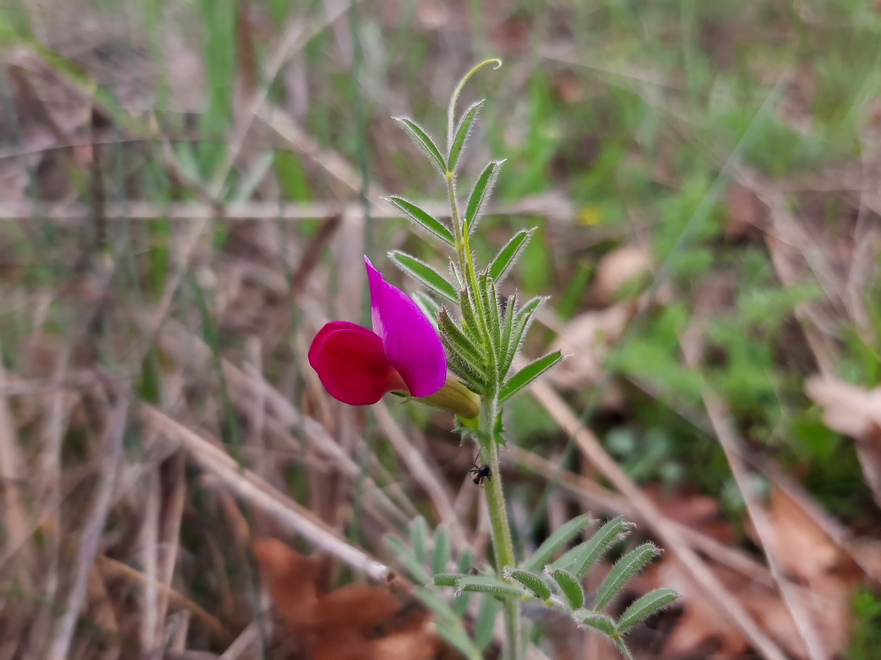 Vicia sativa