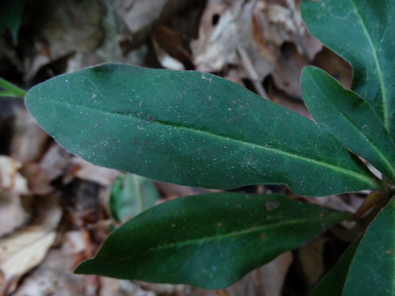 Euphorbia amygdaloides