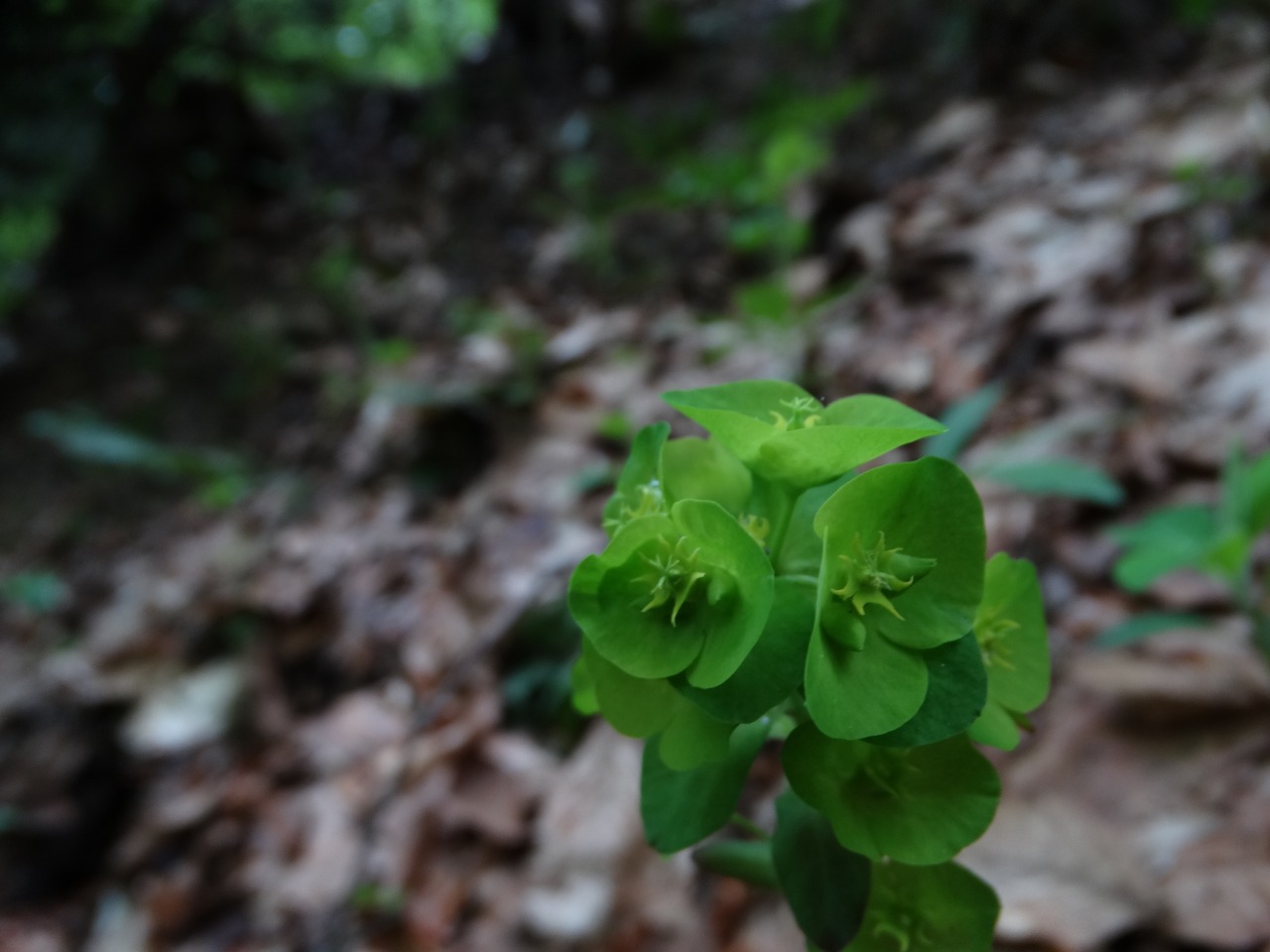 Euphorbia amygdaloides