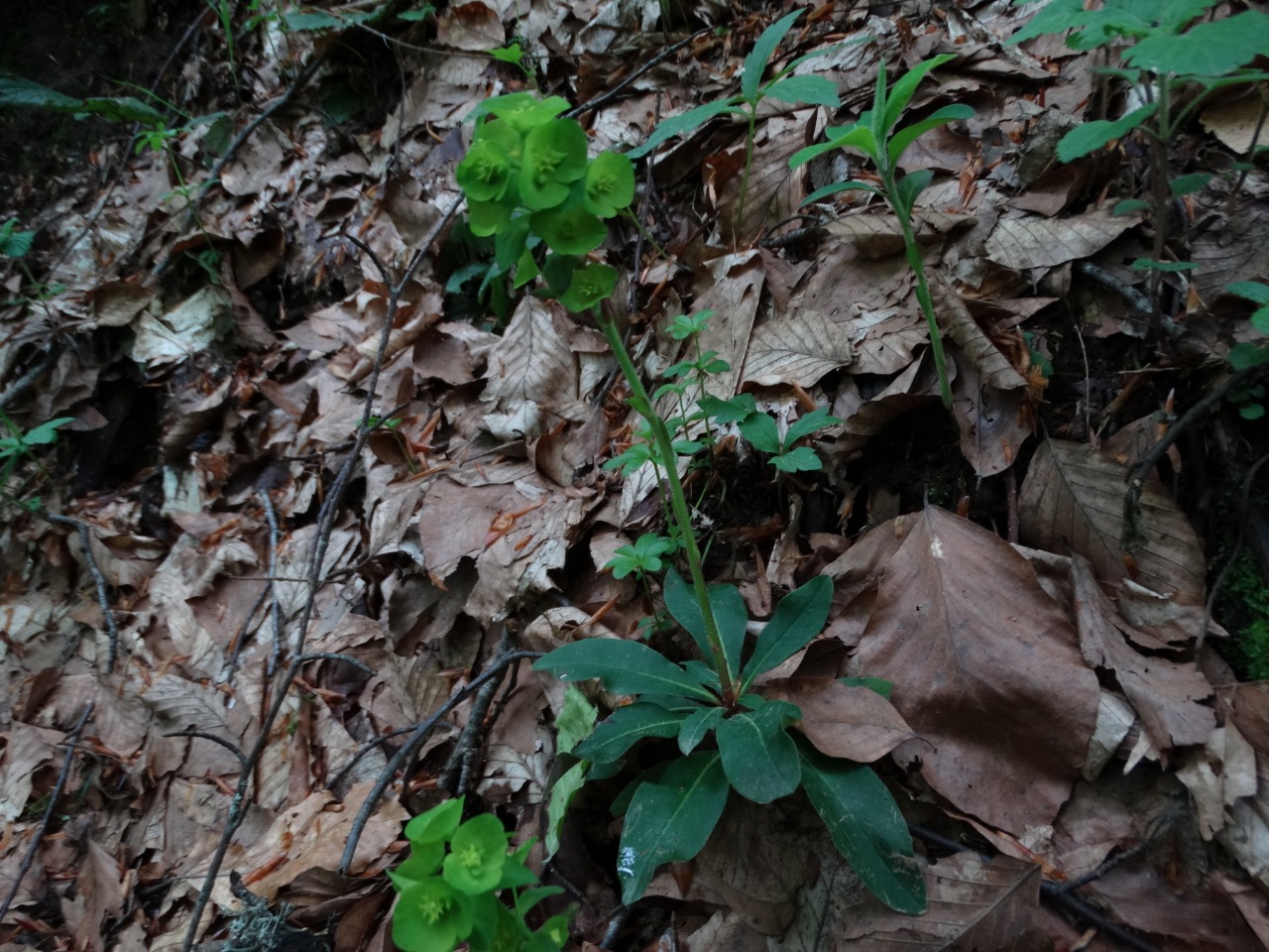 Euphorbia amygdaloides