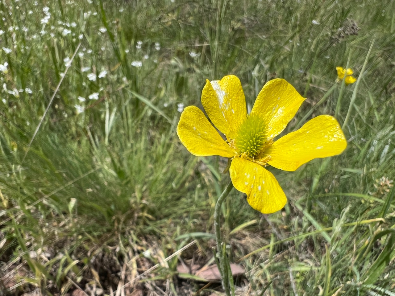 Ranunculus illyricus