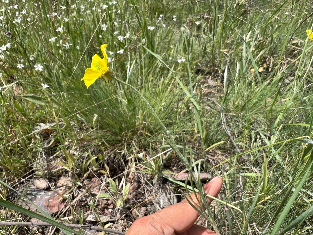 Ranunculus illyricus