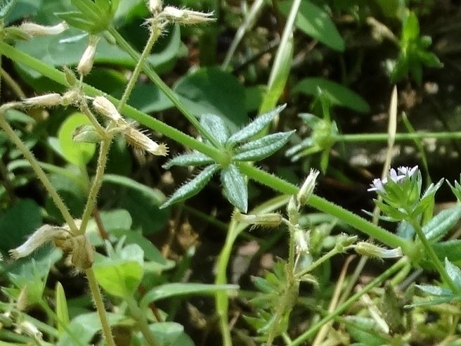 Sherardia arvensis