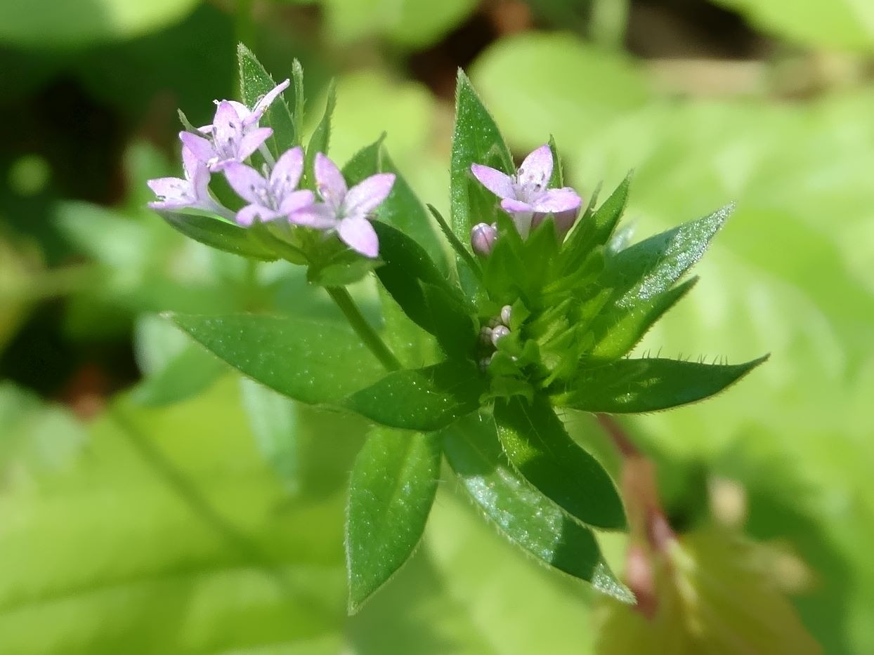 Sherardia arvensis
