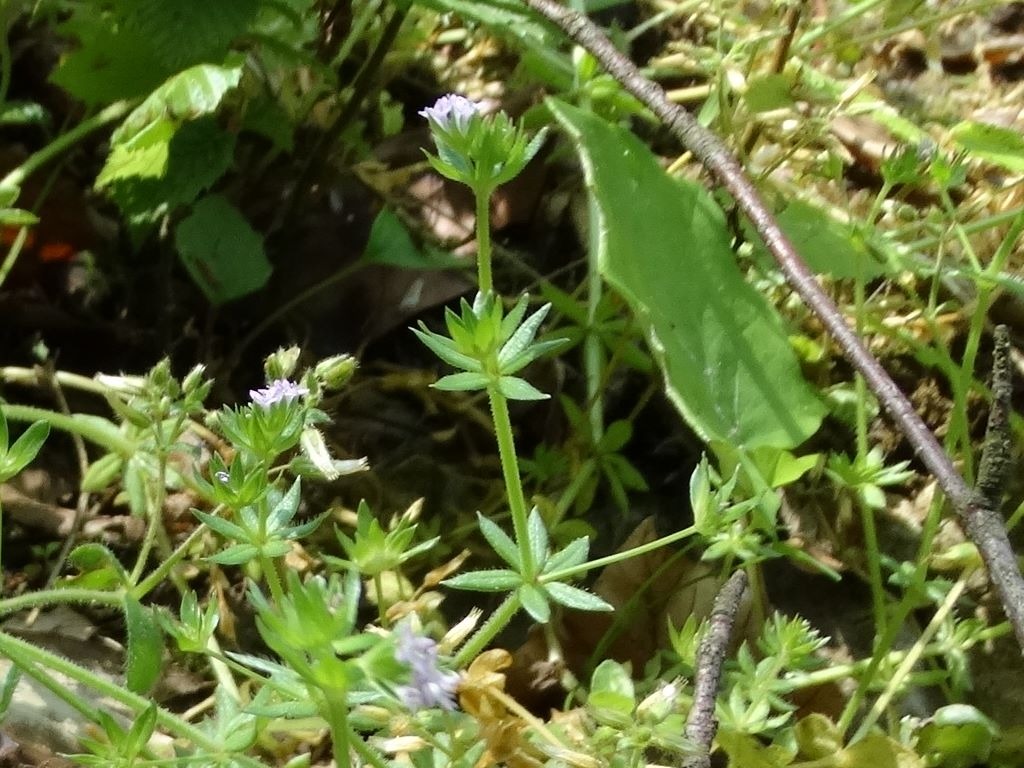 Sherardia arvensis