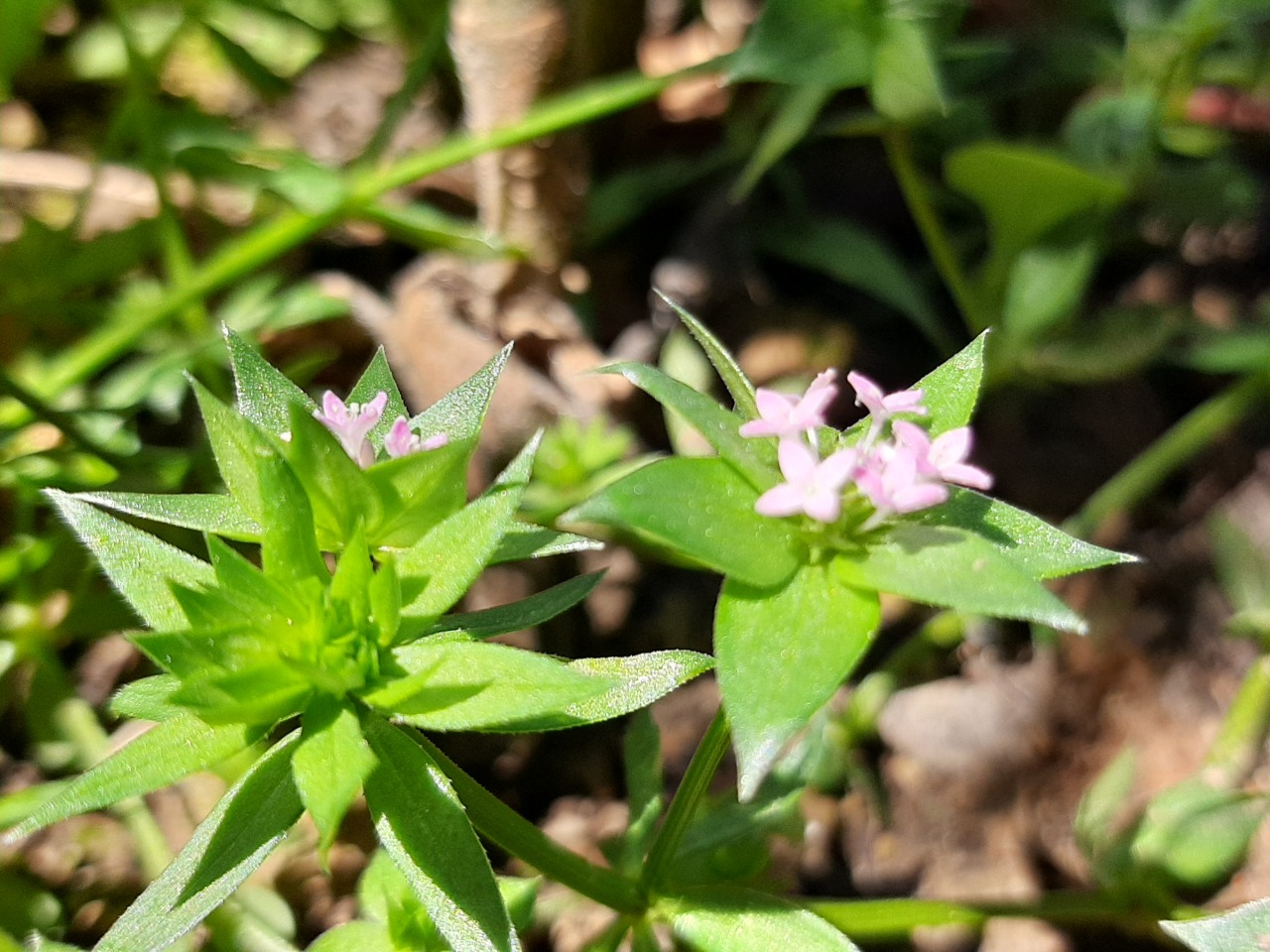 Sherardia arvensis