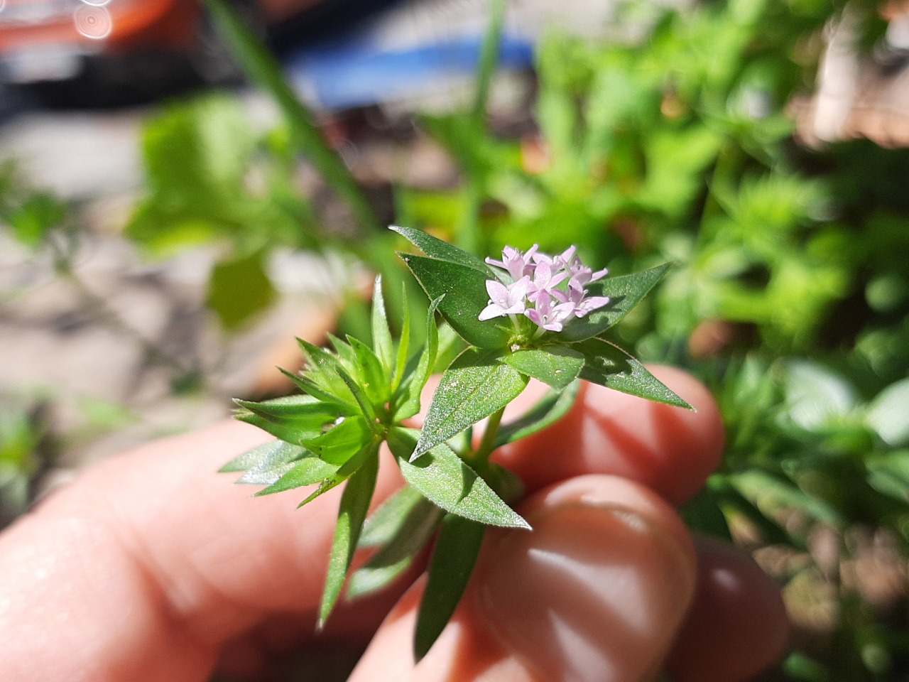 Sherardia arvensis