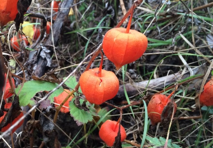 Physalis alkekengi