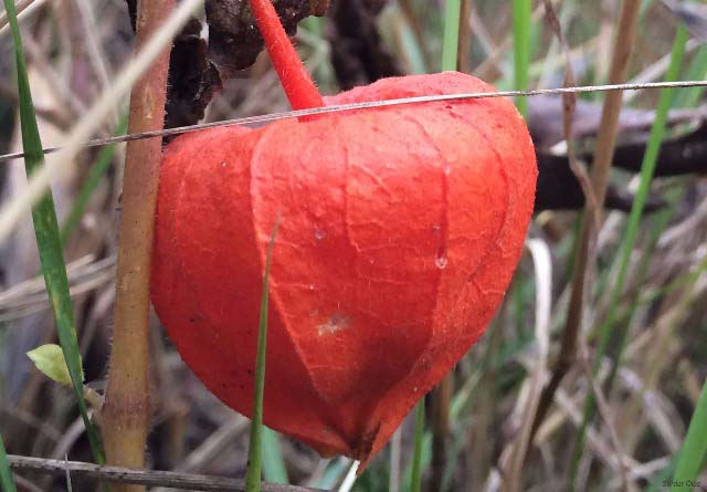 Physalis alkekengi