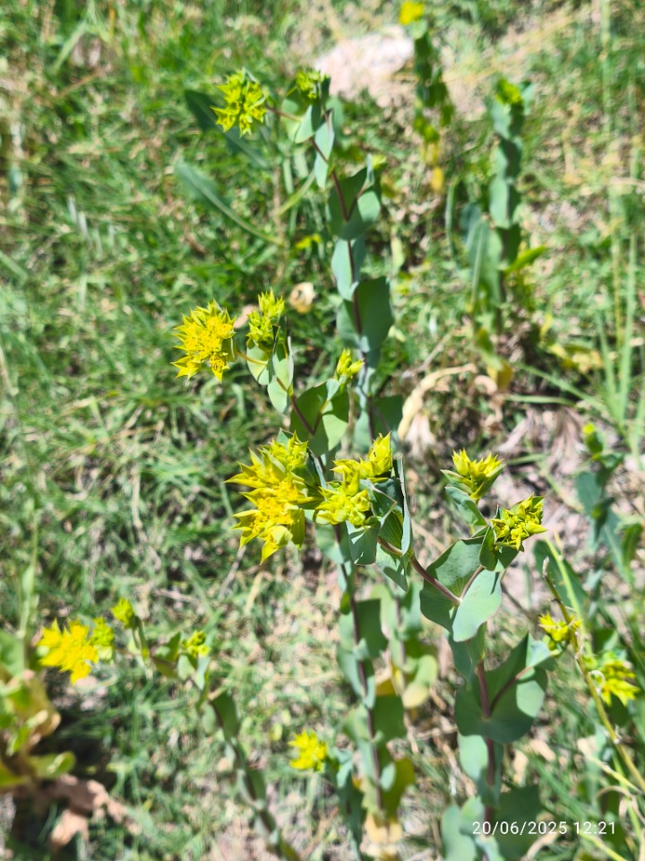 Bupleurum rotundifolium