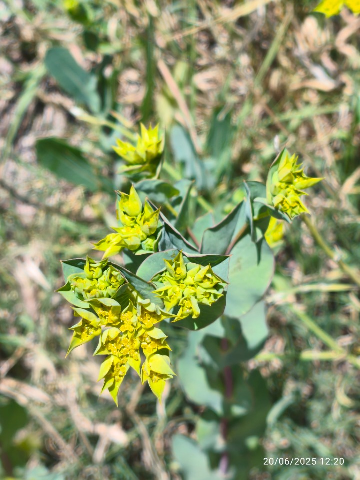 Bupleurum rotundifolium