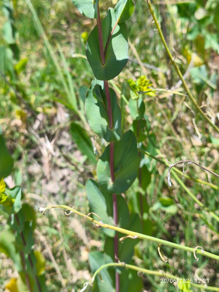 Bupleurum rotundifolium