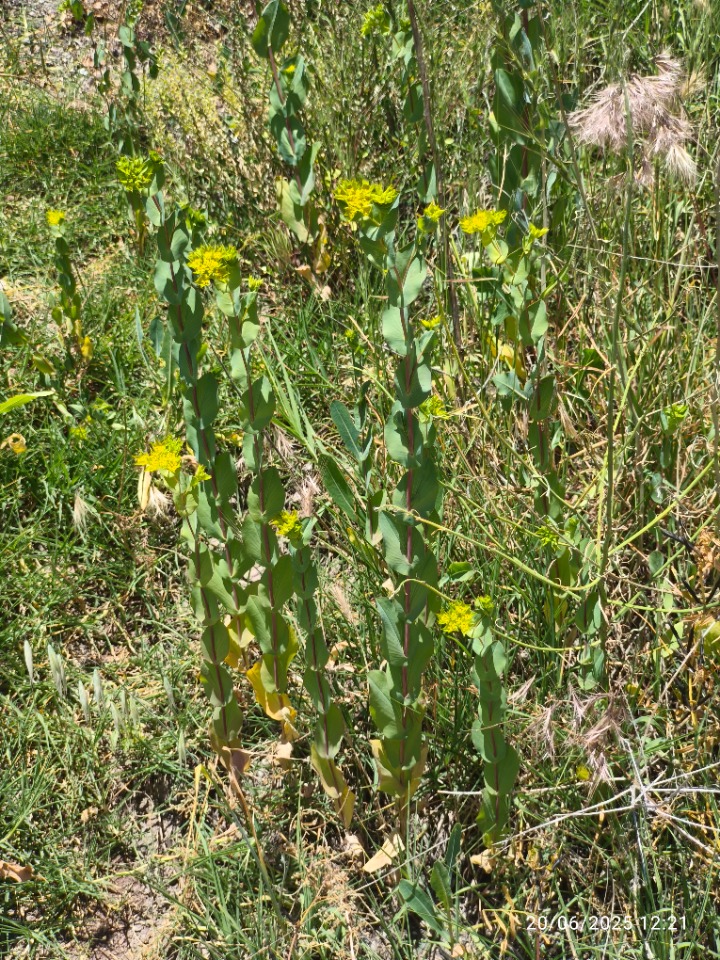 Bupleurum rotundifolium