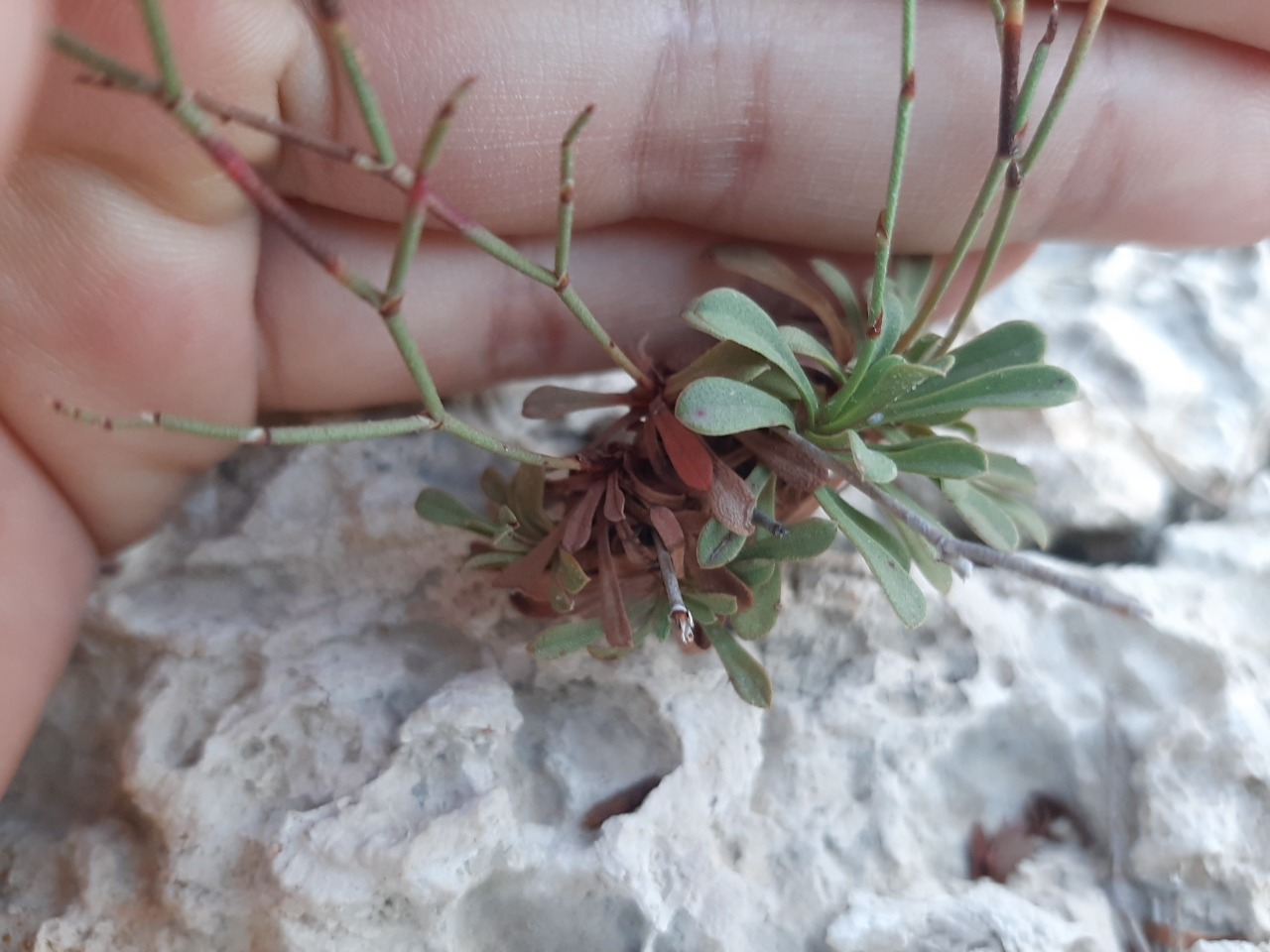 Limonium virgatum