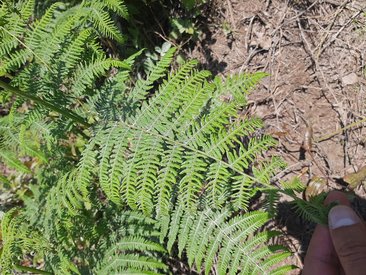 Pteridium aquilinum