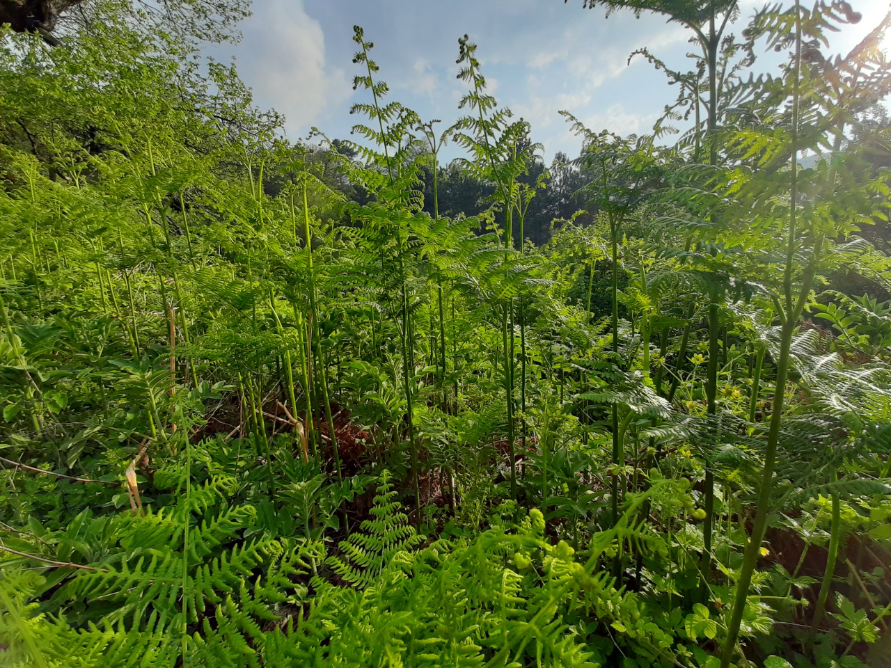 Pteridium aquilinum