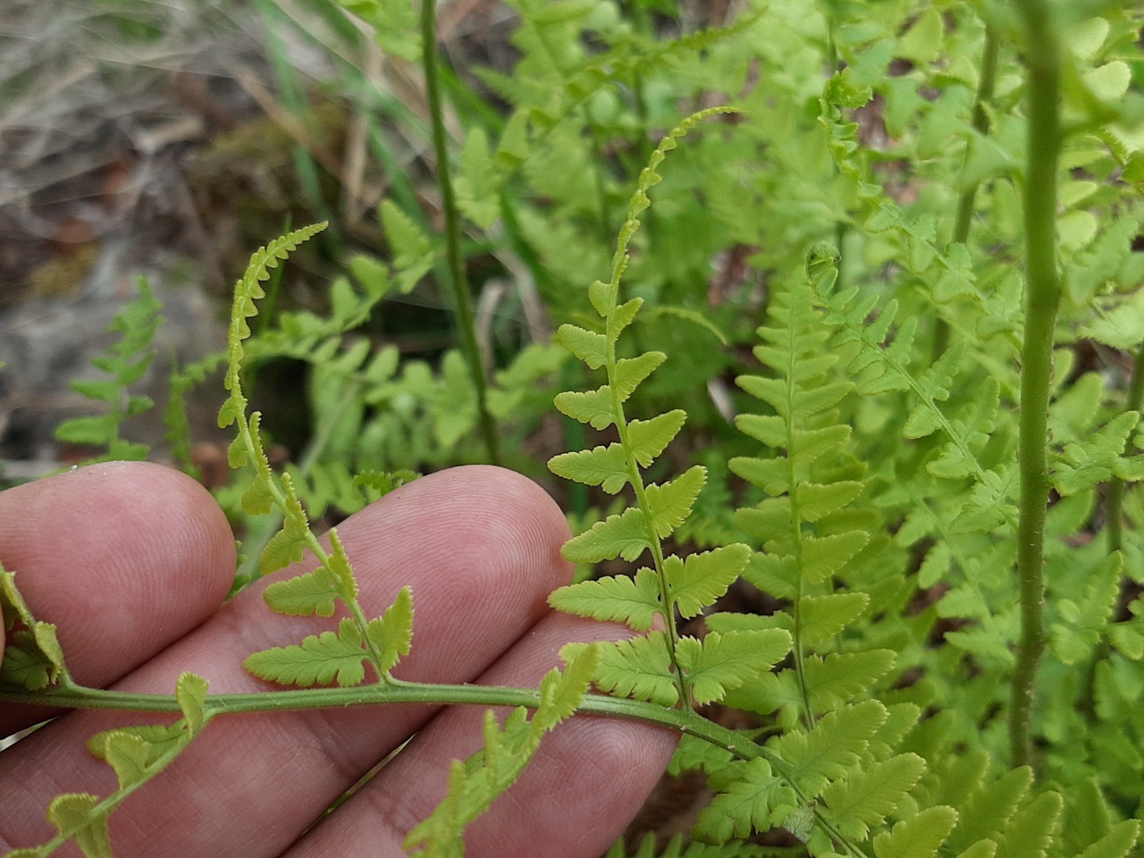 Pteridium aquilinum