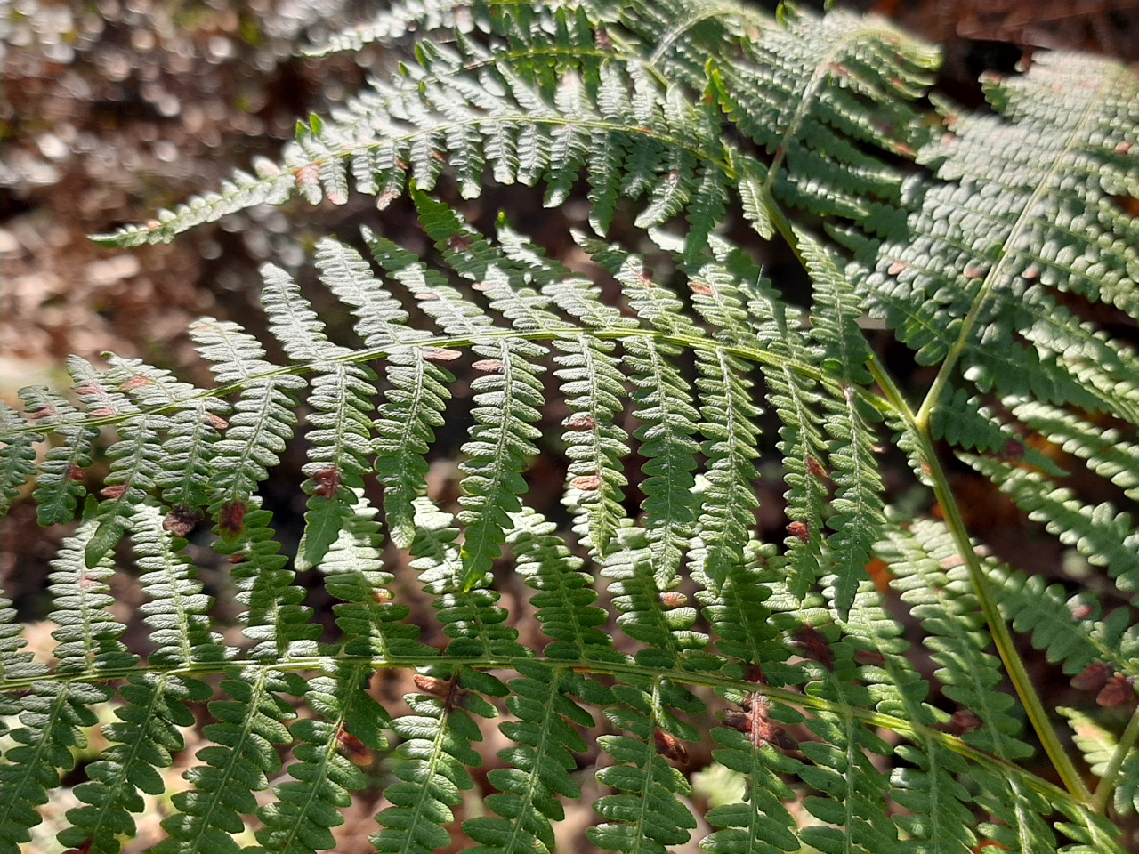 Pteridium aquilinum