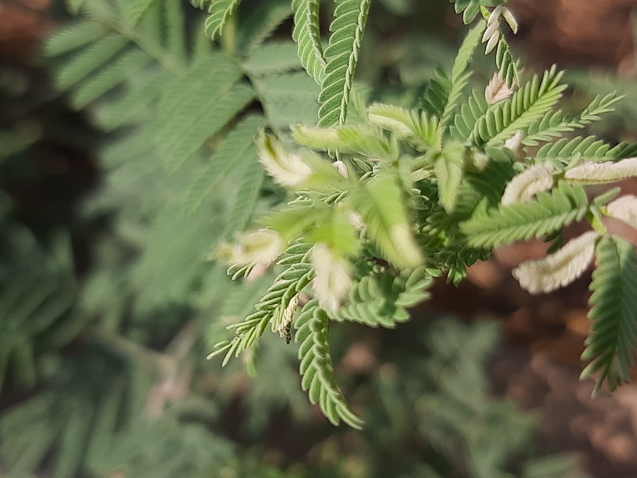 Prosopis farcta