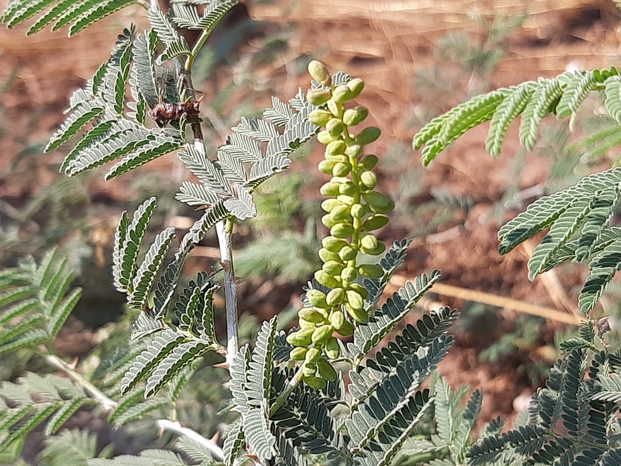 Prosopis farcta