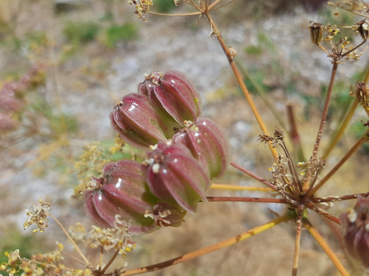 Prangos ferulacea