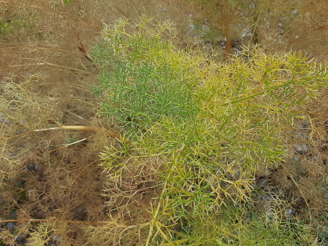 Prangos ferulacea