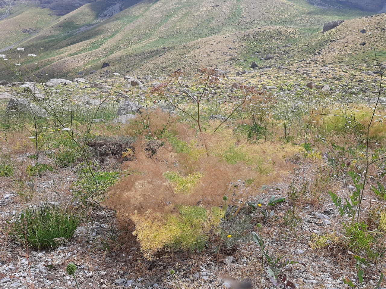 Prangos ferulacea