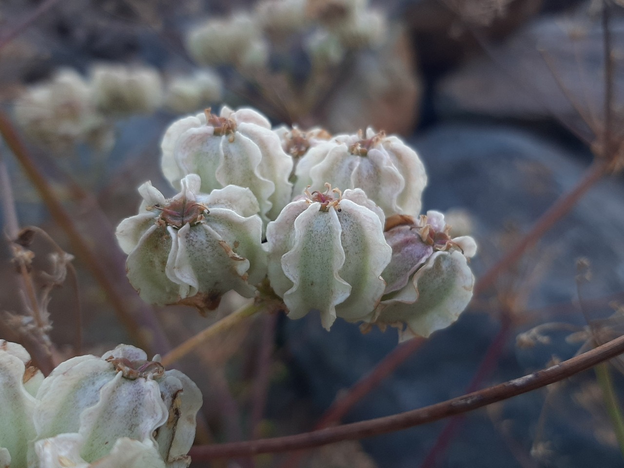 Prangos ferulacea