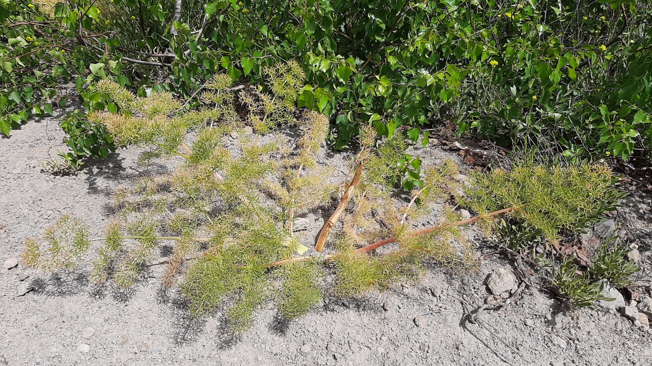 Prangos ferulacea