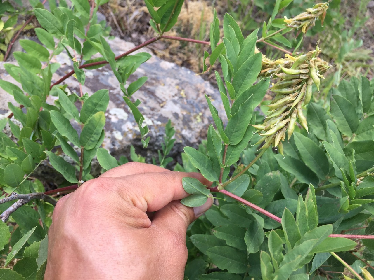 Astragalus fraxinifolius