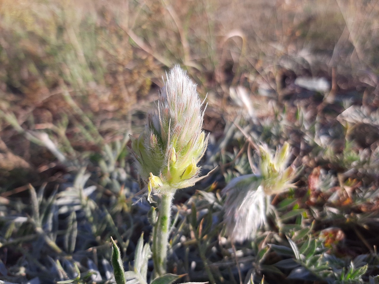 Astragalus lagopoides