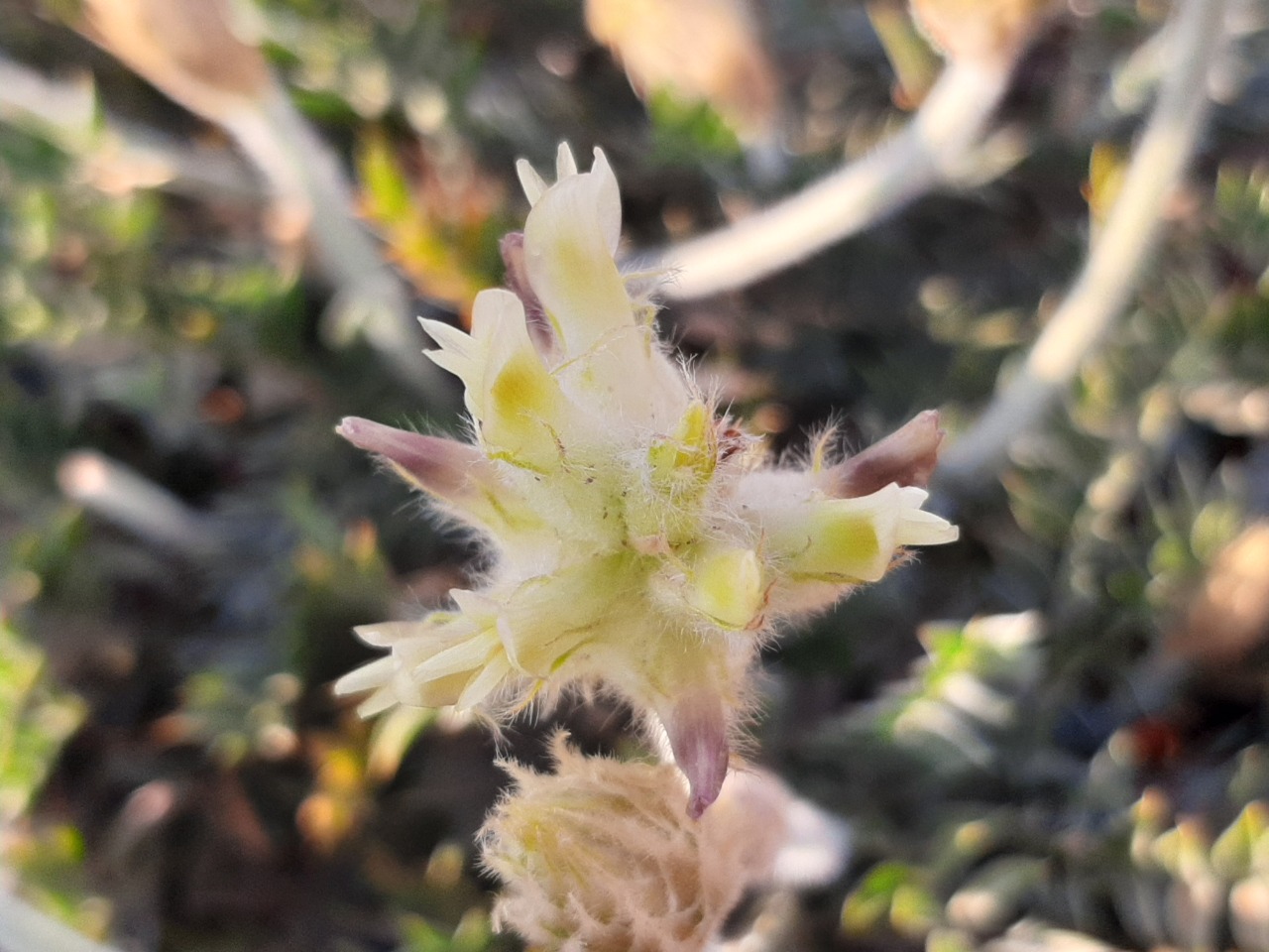 Astragalus lagopoides