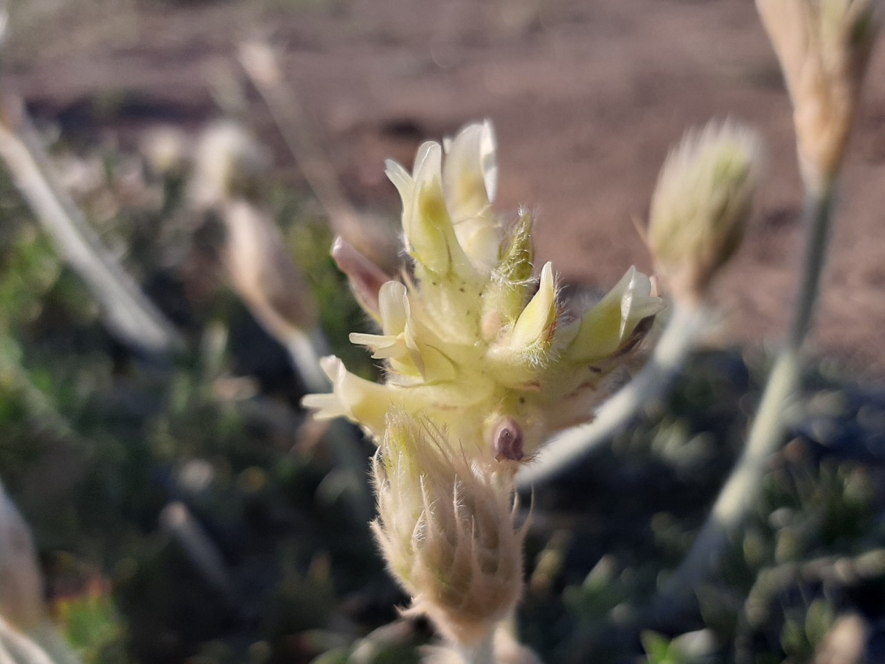 Astragalus lagopoides