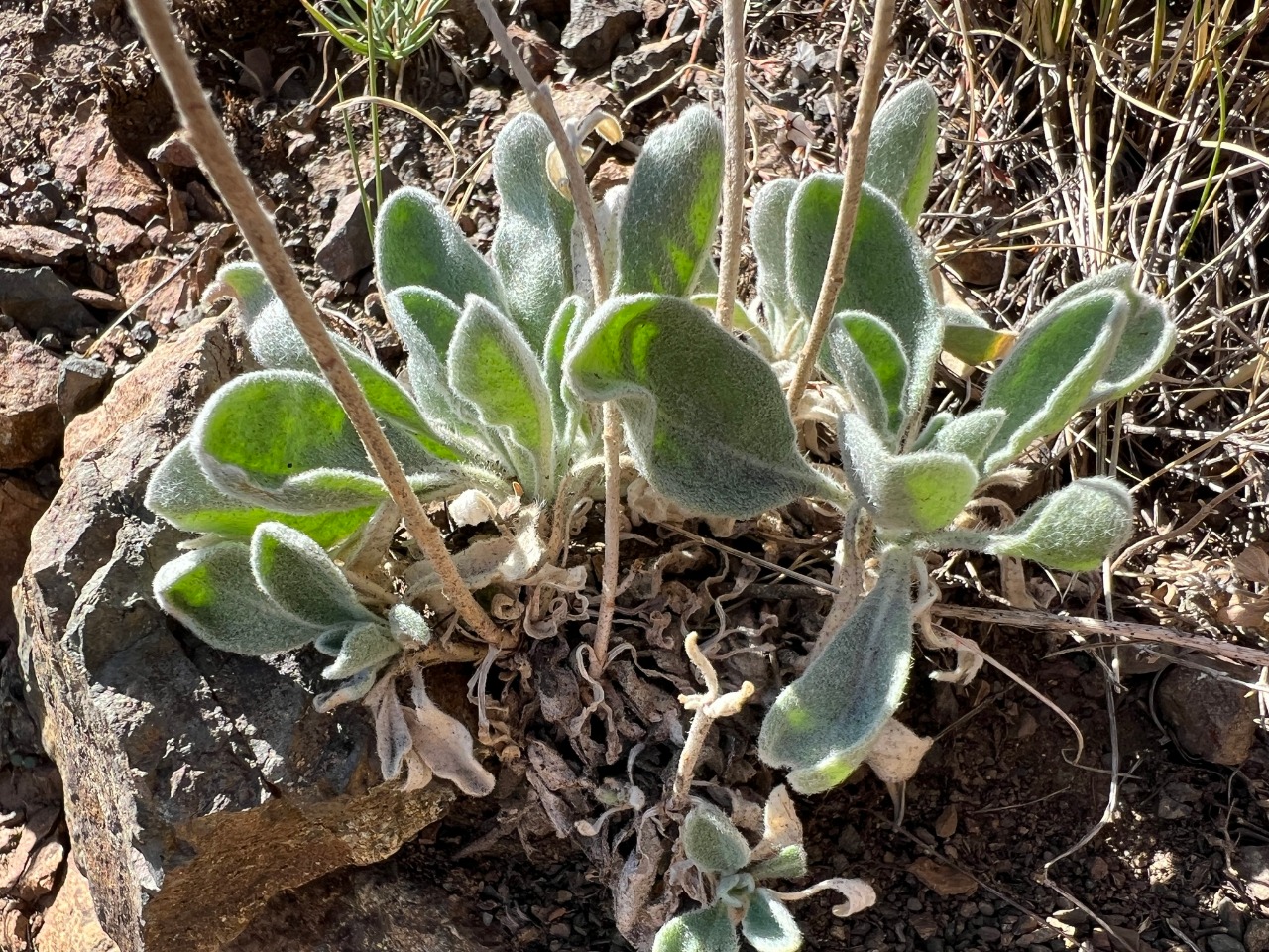 Fibigia macrocarpa