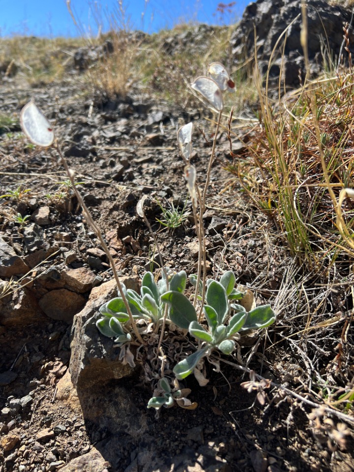 Fibigia macrocarpa