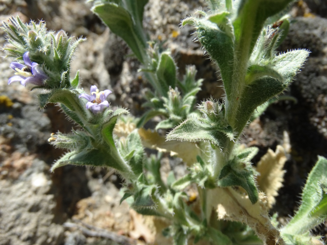 Campanula ajugifolia