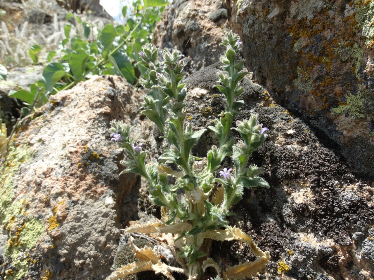 Campanula ajugifolia
