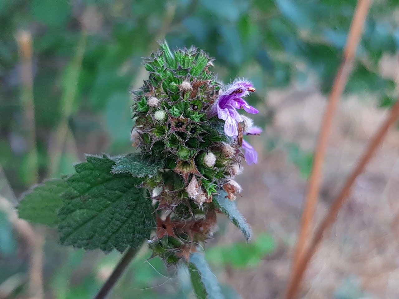 Ballota nigra