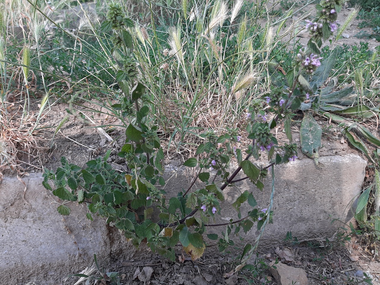 Ballota nigra