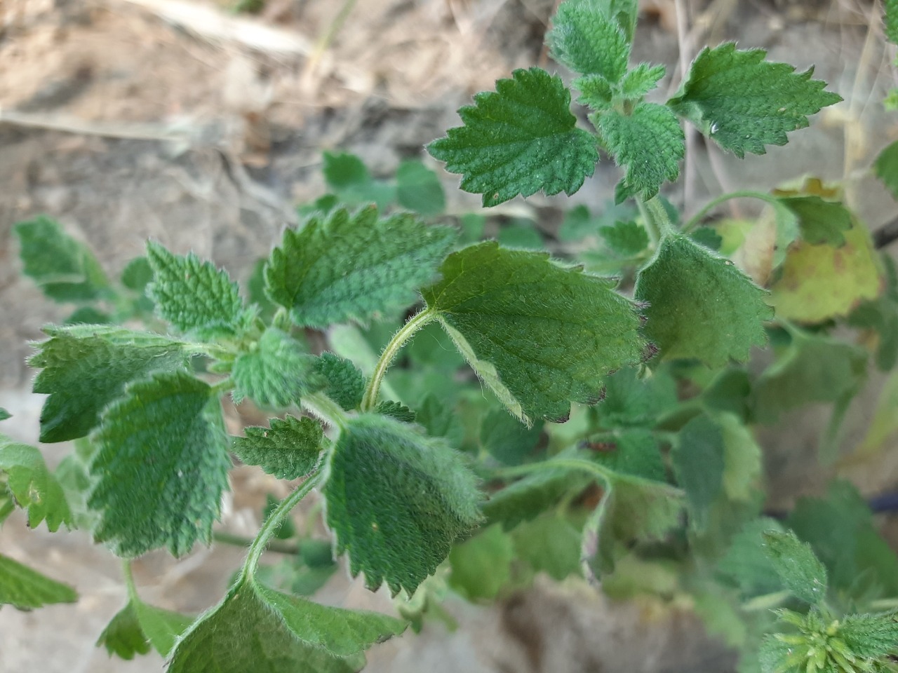 Ballota nigra