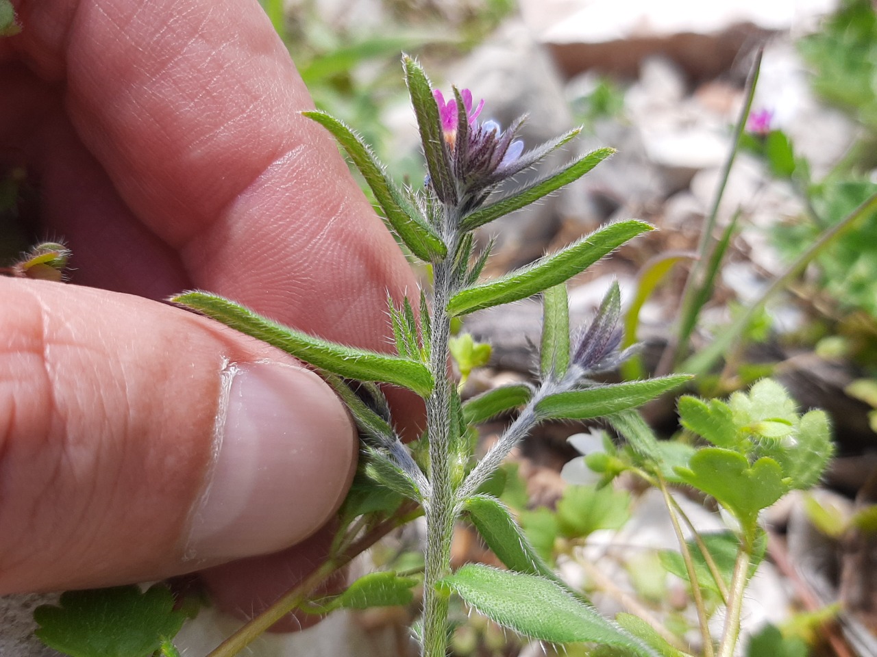 Buglossoides arvensis