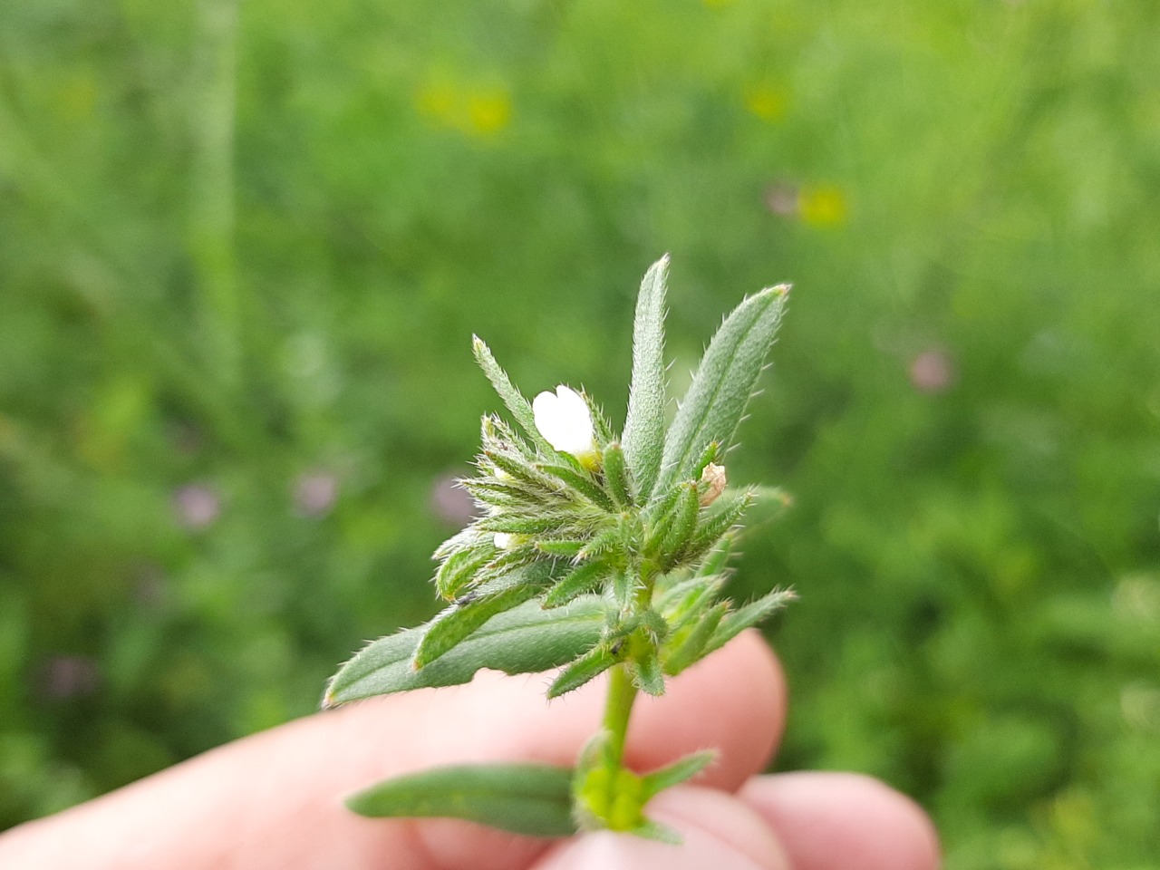 Buglossoides arvensis