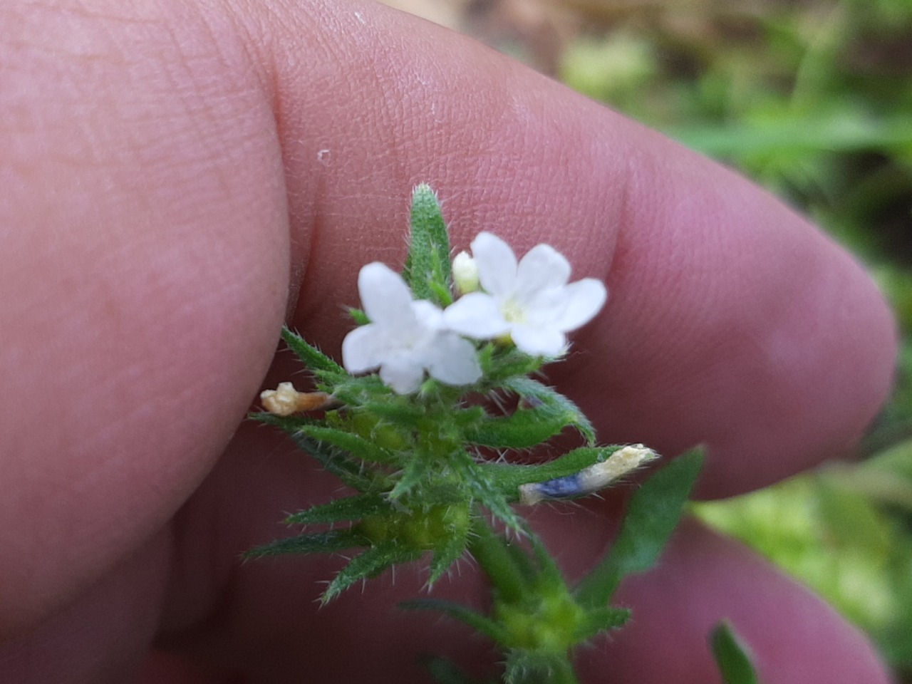 Buglossoides arvensis