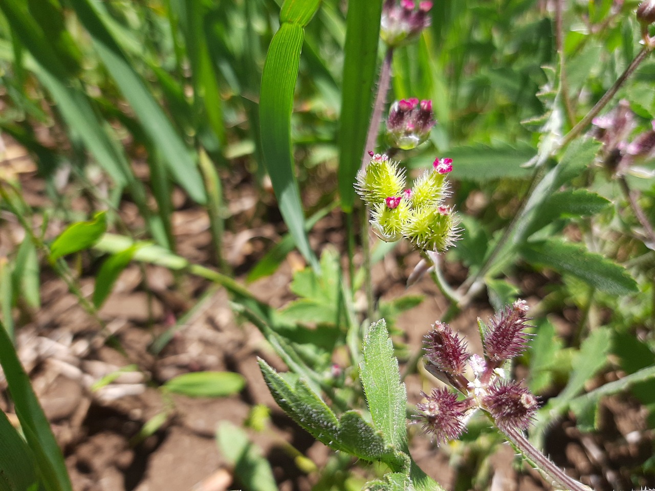 Turgenia latifolia