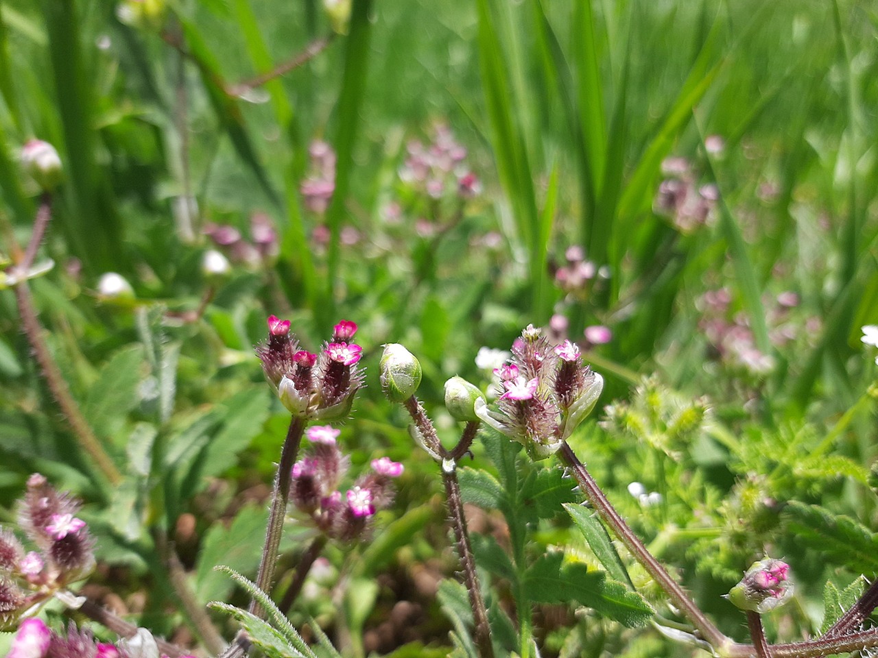 Turgenia latifolia