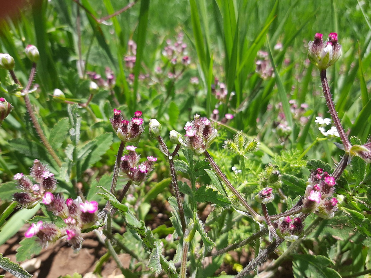 Turgenia latifolia