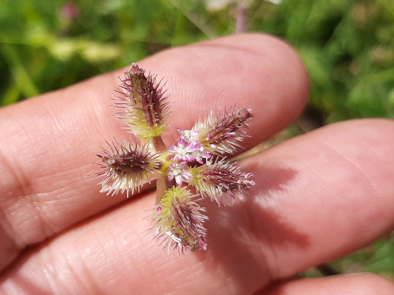 Turgenia latifolia