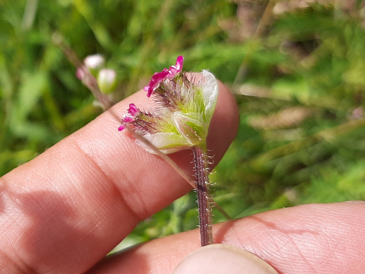 Turgenia latifolia